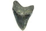 Serrated, Fossil Megalodon Tooth - North Carolina #294706-1